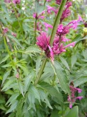 Agastache mexicana