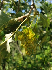 Neuroterus saltarius