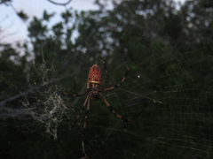 Trichonephila clavipes image