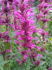 Agastache mexicana