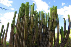 Myrtillocactus schenckii