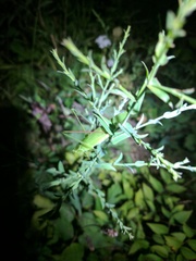 Scudderia curvicauda