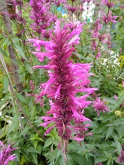 Agastache mexicana