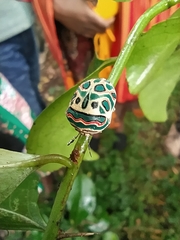 Sphaerocoris annulus