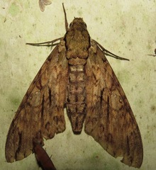 Image of Cocytius lucifer