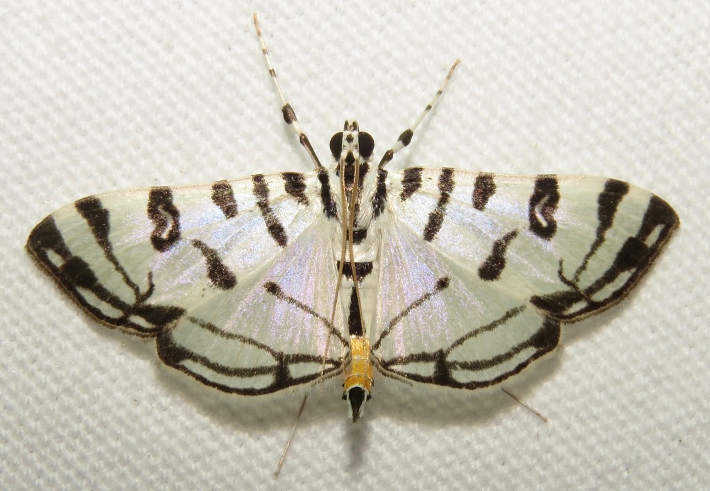 Conchylodes platinalis