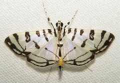 Conchylodes platinalis