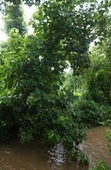 Erinocarpus nimmonii