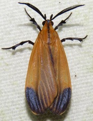 Correbidia elegans