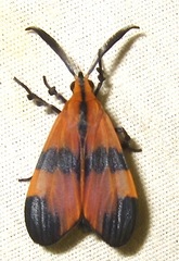 Correbidia
