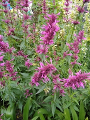 Agastache mexicana