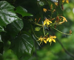 Erinocarpus nimmonii