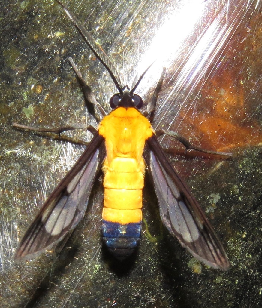Aculeus sitiona