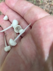 Clitocybula abundans