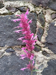 Agastache mexicana