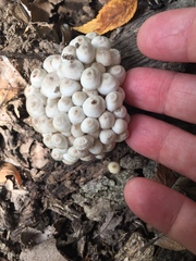 Clitocybula abundans