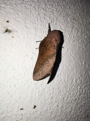 Adeloneivaia