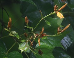 Erinocarpus nimmonii