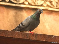 Columba livia domestica