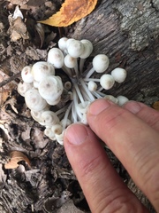 Clitocybula abundans