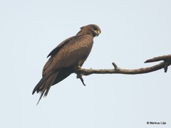 Milvus migrans