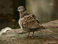 Streptopelia decaocto