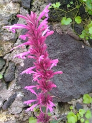 Agastache mexicana