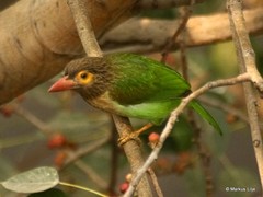 Psilopogon zeylanicus
