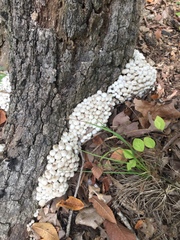 Clitocybula abundans