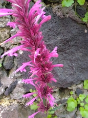 Agastache mexicana