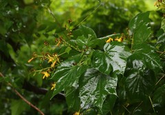 Erinocarpus nimmonii