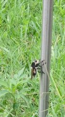 Mallophora bomboides