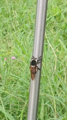 Mallophora bomboides