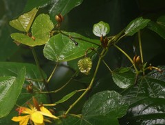 Erinocarpus nimmonii