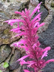 Agastache mexicana