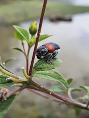 Megalostomis pyropyga