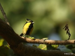 Machlolophus xanthogenys