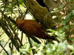 Micropternus brachyurus