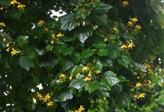 Erinocarpus nimmonii