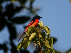 Pericrocotus ethologus