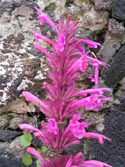 Agastache mexicana