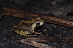 Gephyromantis leucomaculatus