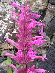 Agastache mexicana