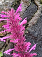 Agastache mexicana