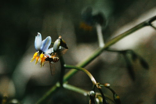 Dianella sandwicensis