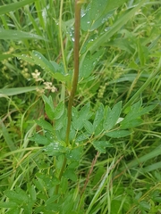 Thalictrum flavum