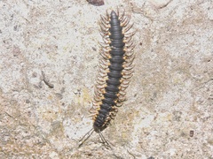 Streptogonopus phipsoni