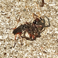 Episyron conterminus cressoni