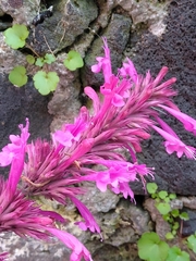 Agastache mexicana