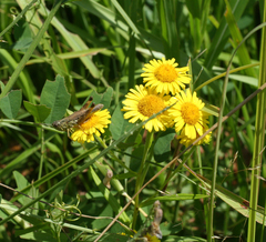 Inula linariifolia